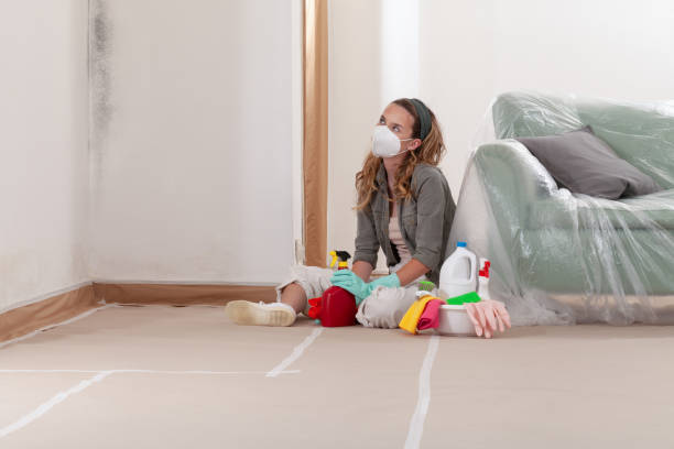 Reliable Basement Mold Removal contractor in Woodward, PA by Cheap Mold Removal