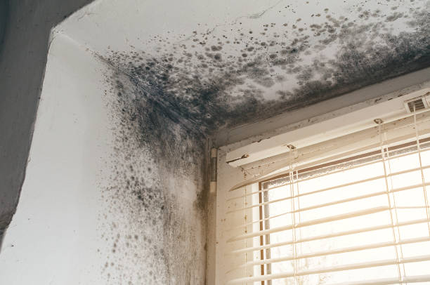 Affordable Basement Mold Removal solutions in Woodward, PA