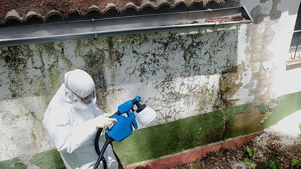 Top rated local Basement Mold Removal specialists in Woodward, PA